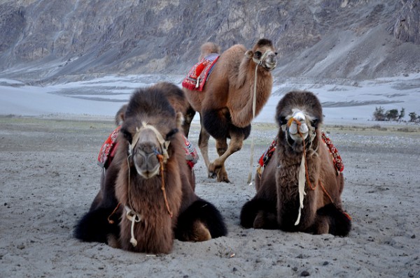 Die 10 schönsten Reiseziele in Nordindien - Kamele in Hunder, Nubra Tal